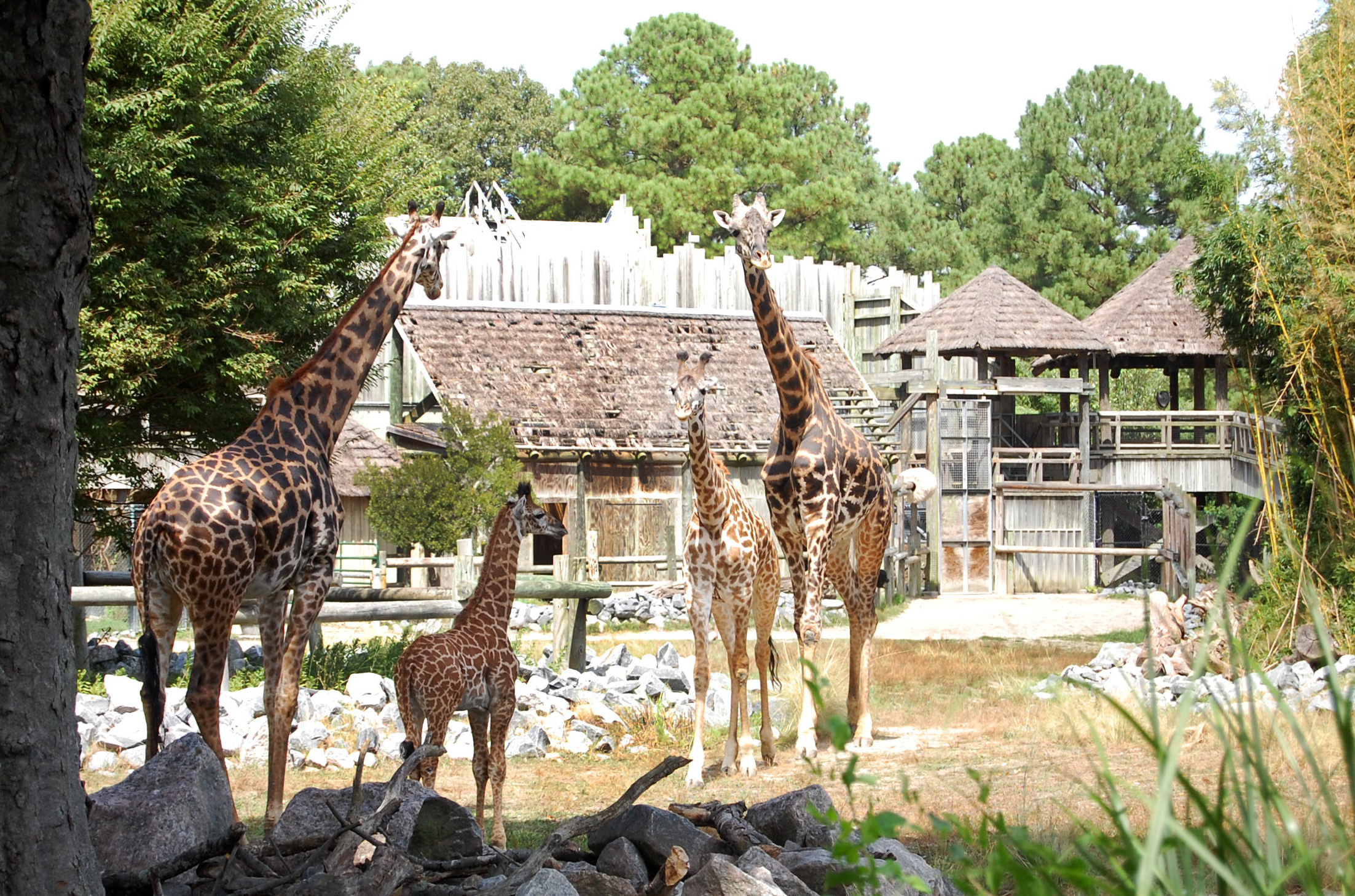 Surprise! Giraffes fall under 4 species, not one